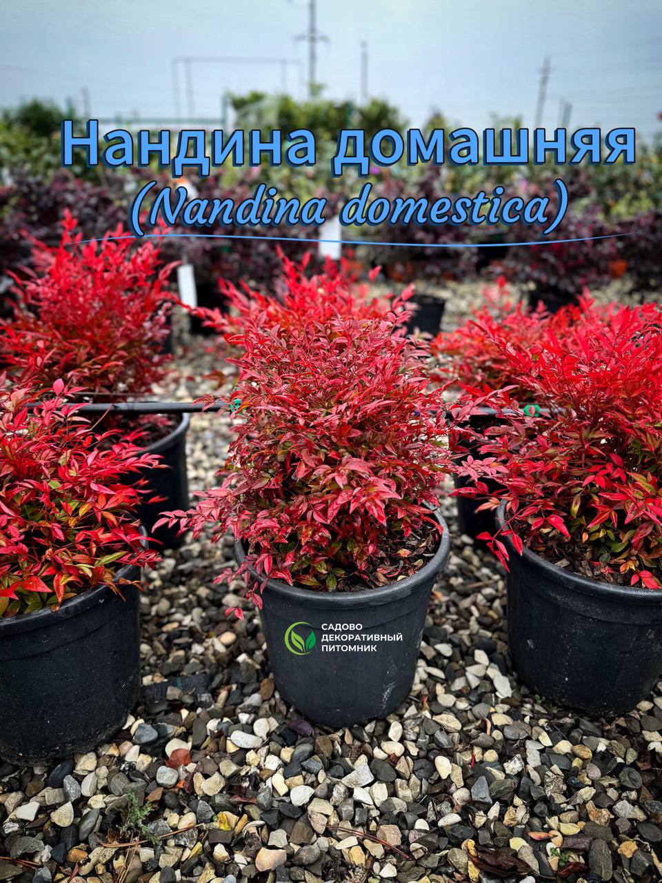 Садовое растение